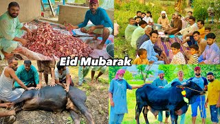 Eid ul Adha Full Day Routine in Village Goshat kitna Nikkla 🐄 Eid ul Adha Mubarak  2023 [upl. by Otes52]