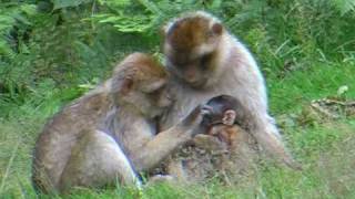 Barbary Macaques [upl. by Hylton]