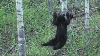 Black Bear Attempts Walking Across a Rope For A Bite Of This Tasty Beaver Treat [upl. by Scoles578]