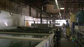 DTSC Success Story  Valley Chrome Plating [upl. by Lleraj]