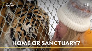 Home or Sanctuary  Animal Intervention  हिन्दी  Nat Geo Wild [upl. by Geof]