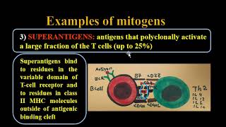Mitogens [upl. by Esiuqram396]