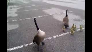 Crazy Canada goose attack [upl. by Brightman]