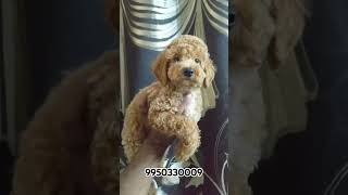 Toy Poodle l Miniature Poodle l Dog kochi l poodle poodledog shortfeed shorts trending dog [upl. by Teague]