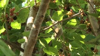 A Chypre le braconnage quotindustrielquot des oiseaux migrateurs [upl. by Helmer]