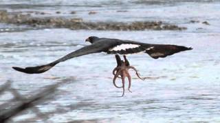 EAGLE VS OCTOPUS [upl. by Siegfried]