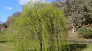 WHEEPING WILLOW TREES  ERNESTO CORTAZAR  PLAYFUL WIND [upl. by Bevvy]