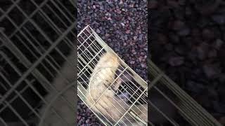 Rat vs ferret with bobby 10 pest control [upl. by Nasus81]