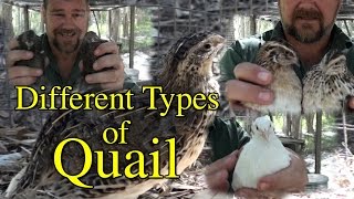 Different BreedsTypes of Coturnix Japanese Quail [upl. by Yffat]