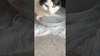 Thirsty Cute Catshortsvideo viralvideo cat [upl. by Desiree380]