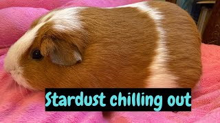 Relax with Stardust our Guinea Pig  Bucks Guinea Pig Talks [upl. by Farris249]