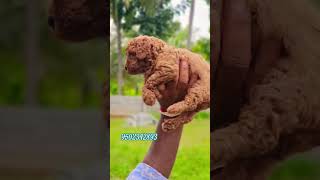 Top quality toy poodle puppies in hyderabad [upl. by Drofniw646]