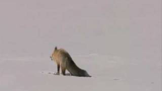 Joli plongeon dun renard dans la neige Stunning Fox Snow Dive [upl. by Eladnyl319]