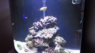 My new Fluval Bowfront 26 gallon saltwater tank [upl. by Gamin]