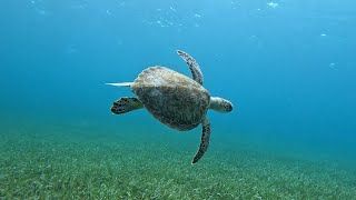 Snorkeling in the Turks and Caicos [upl. by Adieno]