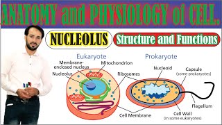 What is Nucleolus  Structure Composition and Functions of Nucleolus  Made Easy  top lesson4u [upl. by Peadar665]