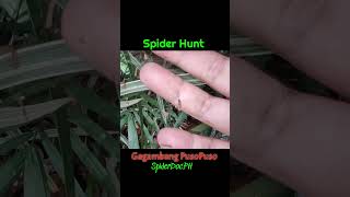 SPIDER HUNT Gagambang PUSOPUSO Cyrtophora unicolor Red Tent Spider spiderdoc [upl. by Atiuqan]