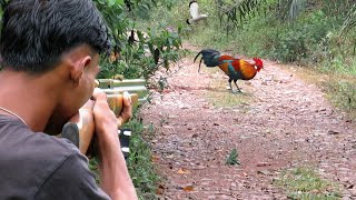 BERBURU 2 HARI NYANGGONG AYAM HUTANBURUNG PUNAI amp TUPAI [upl. by Lavro841]