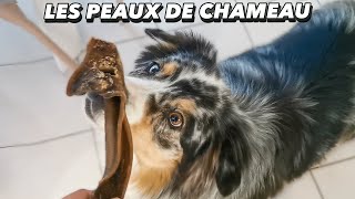 PEAU DE CHAMEAU POUR CHIEN  Friandise numéro une dOlive [upl. by Shipman687]