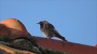 Black Redstart [upl. by Ewold]