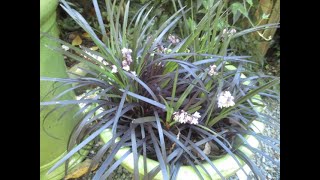 Evergreen Black Mondo Grass in bloom [upl. by Hunfredo]