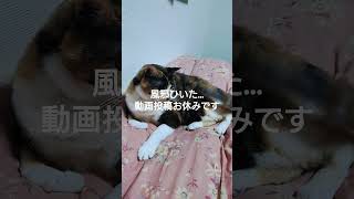 夏風邪ひいてしまたので動画投稿を少々お休みします 保護猫 猫 三毛猫 [upl. by Trevah255]