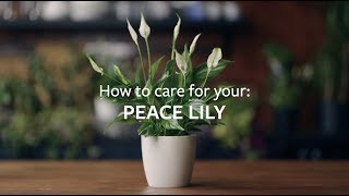 How to care for your Peace Lily  Grow at Home  RHS [upl. by Jessabell771]