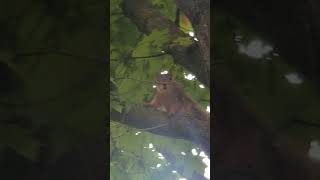 Cute squirrel I saw in the front yard [upl. by Aynik767]