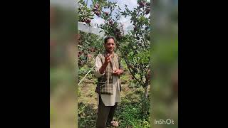 Apple farming on MM 111 Rootstock 7200 feet [upl. by Walton]