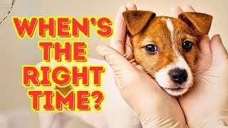 When to Spay or Neuter Your Dog The Best Time for Maximum Health Benefits [upl. by Roche]