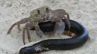 Crab VS Millipede  Magnetic Games [upl. by Avon]