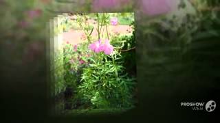 Incarvillea  garden plants [upl. by Lonni]