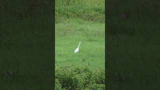 greategret birds egret birdslover birdsvideo neck rhythm natureinmotion 4kwildlife [upl. by Sinoda468]