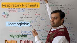 Respiratory Pigments  Hemoglobin  Myoglobin  Biology class 12  Dr Mushtaq Pashto Lectures [upl. by Arondel]