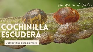 Cochinilla escudera  Eliminarla de forma natural y preven la reaparición  Un día en el Jardín [upl. by Malvina]