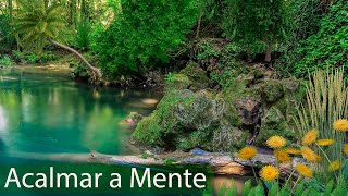 Alívio para o Stress e Ansiedade  Relaxar com Música e Sons da Natureza  Meditação para Acalmar [upl. by Meir43]