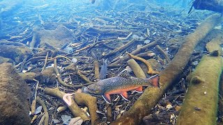 Ice Fishing for BROOK TROUT Underwater View [upl. by Henebry]