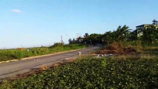 peregrine falcon lure training philippines [upl. by Christensen]