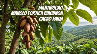 Cacao farm sekwateover looking view [upl. by Poliard]