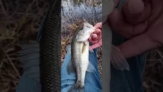 Arkansas Pond Bass 4 of 5 [upl. by Conchita413]