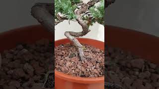 pre bonsai de junipero procumbens nana [upl. by Denni]