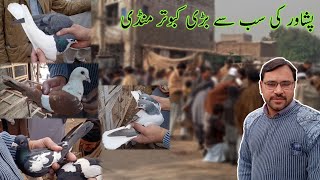 Peshawar Ki Sabse Bari Kabootar Mandi  Badshahi Shoq [upl. by Navak]