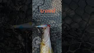 Effective and Deadly Crankbait Patterns fishing walleye walleyefishing smallbusiness fish [upl. by Lenee]