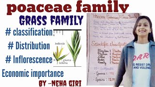 poaceaeGramineaeGrass Family class 11th 12th Bsc  Msc  economic importance by neha giri [upl. by Kaine820]