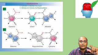 Mutation PartIV Spontaneous Mutation Depurination amp Deamination [upl. by Limaj]