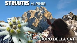 Stelutis Alpinis [upl. by Ishii]