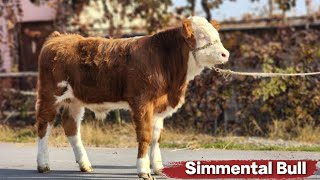 SIMMENTAL BUZOQLAR SOTILADI ☎️ 998 91 125 29 77 [upl. by Dario]