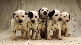 Spotted The Coolest Dalmatian Dogs  funnydogs [upl. by Yung]