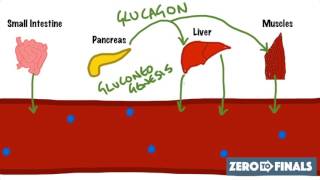 Blood Glucose Regulation and Diabetes [upl. by Ronnica]