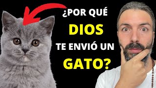 Descubre la ESPIRITUALIDAD de los Gatos ¿Por qué los gatos llegan a tu vida La misión de un gato [upl. by Ronica61]